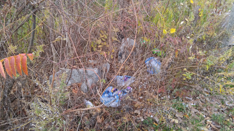 lp_trash_in_bushes